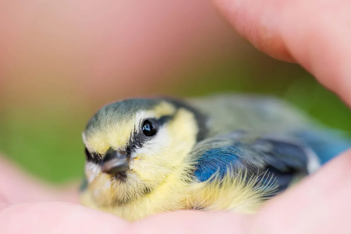 Bescherm de meesjes: hoe eenvoudige acties kunnen helpen